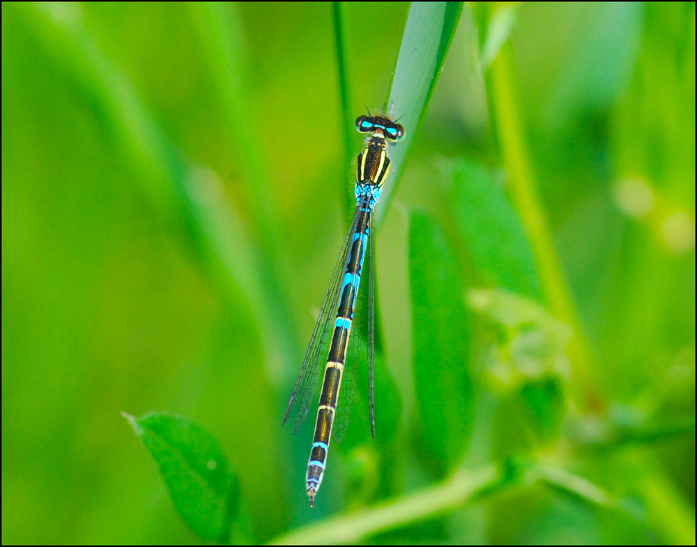 libellula da ident  6: femmina (strana) Coenagrion scitulum